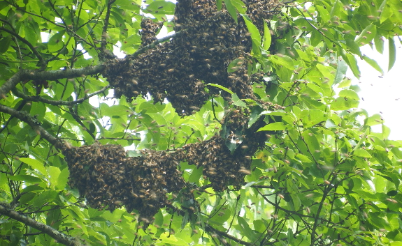 Congregating swarm