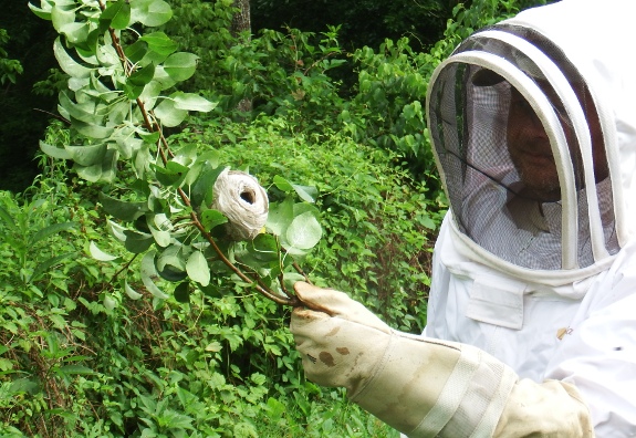 organic hornet control measures