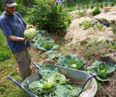 Husking cabbage