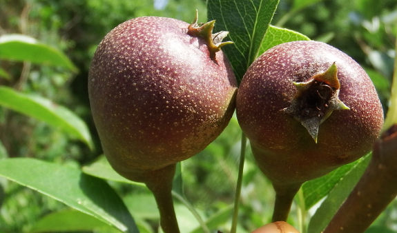 Baby seckel pears