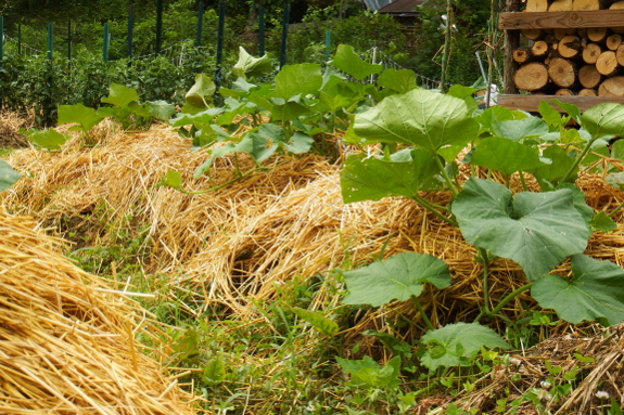 High raised beds