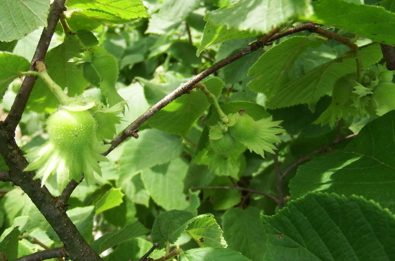 Young hazelnuts