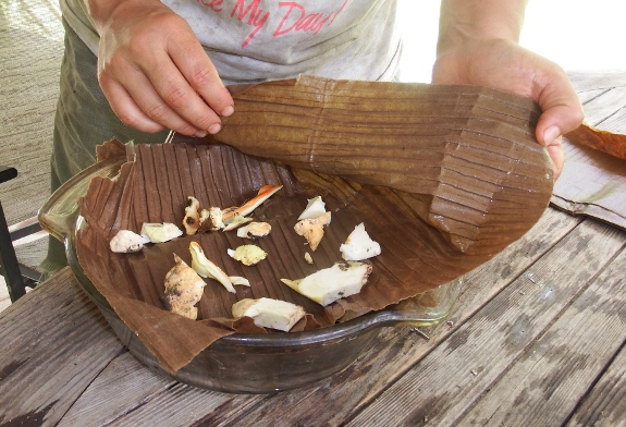 chicken of the woods