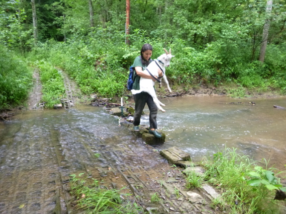 Carrying a goat across a creek