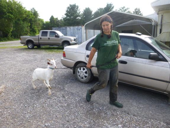 Goat on a leash