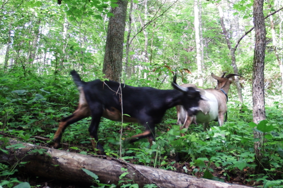 Goat on a log