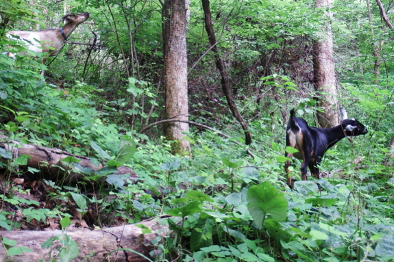 Grazing goats