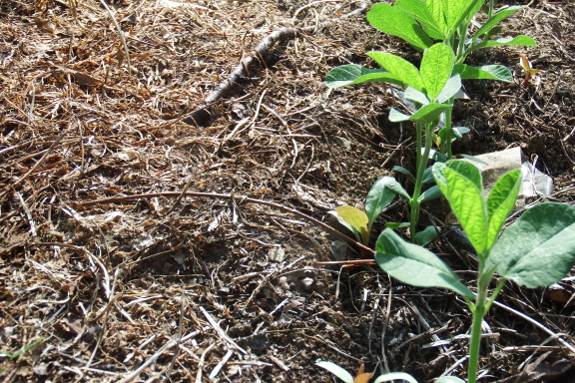 Soybeans in solarized ground