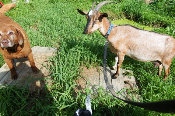 Goat and dog