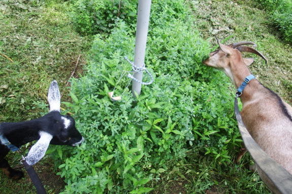 Goats eating alfalfa