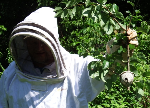 relocation of hornet nest