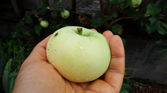 Early transparent apple