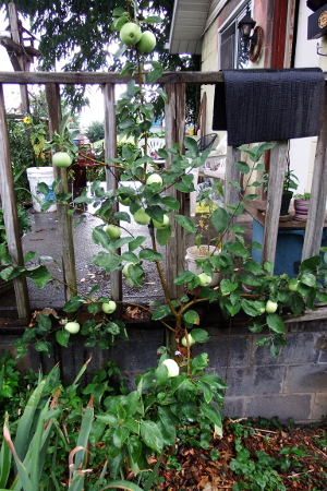 Espaliered apple tree