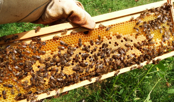 Capped brood