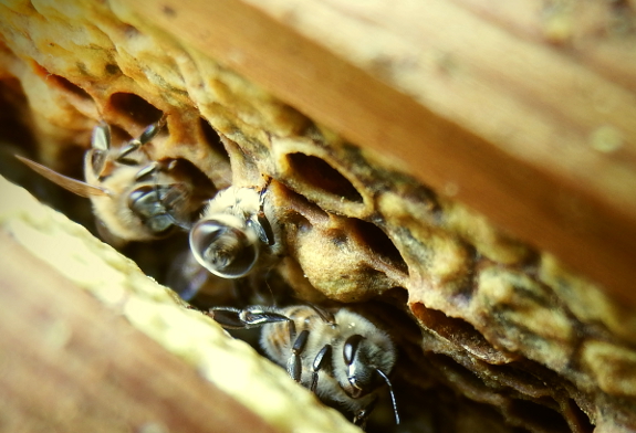 Emerging honeybee