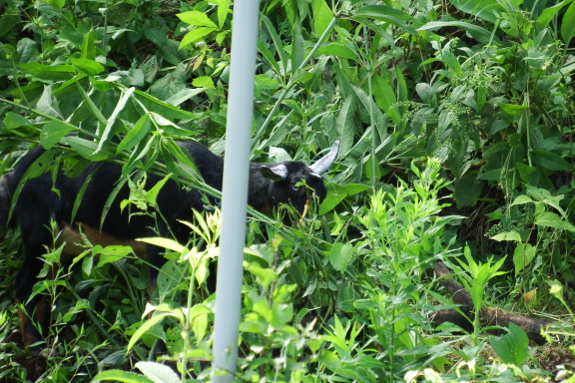 Goat grazing in high weeds