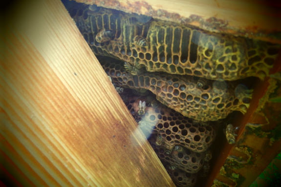 Inside a warre hive