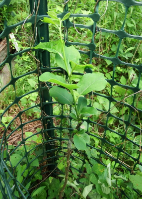 Young American persimmon