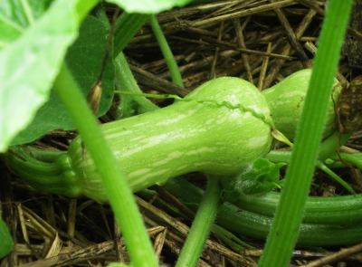 Baby butternut squash