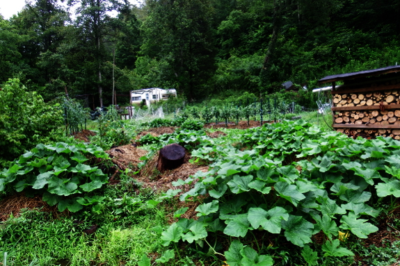 Butternut squash plants