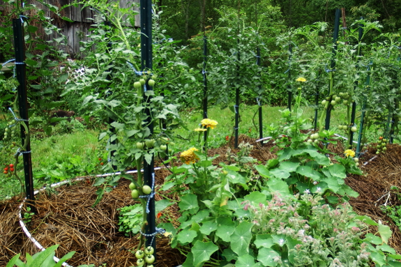 Pruned tomatoes