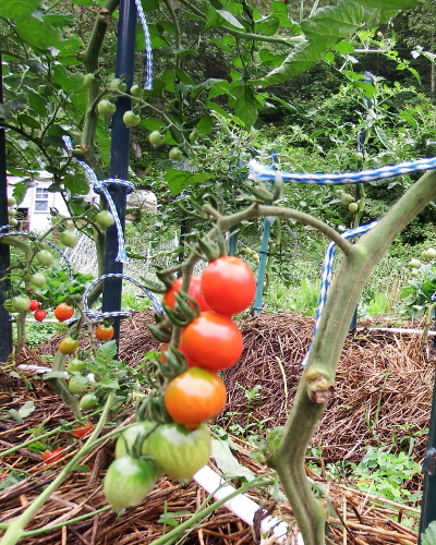 Ripe tomato