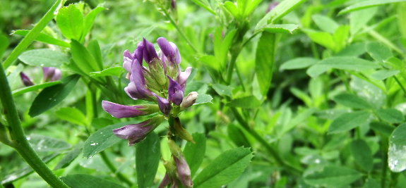 Alfalfa flower