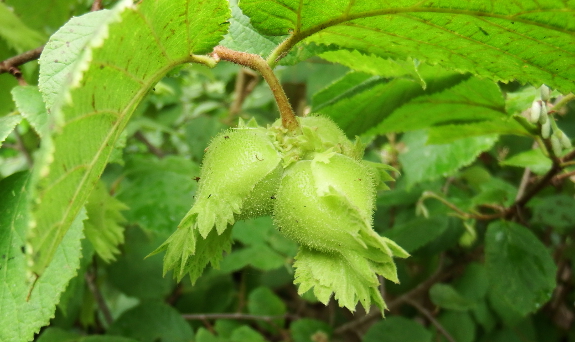 Developing hazelnuts