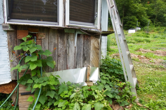 Hodge podge flower bed