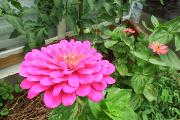 Pink zinnia