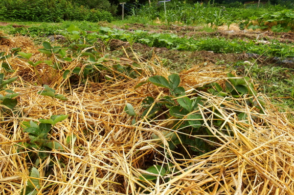 Renovated strawberry bed