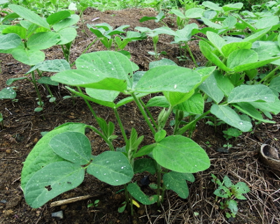 Soybean plants