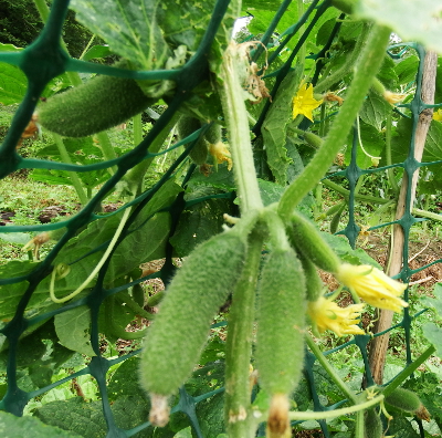 Young cucumbers