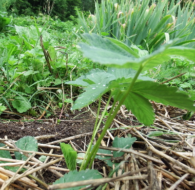 Young strawberry plant