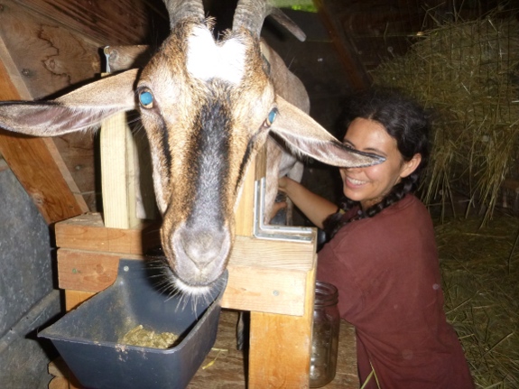 Anna milking Abigail