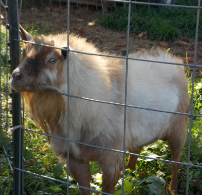 Phaeomelanin goat