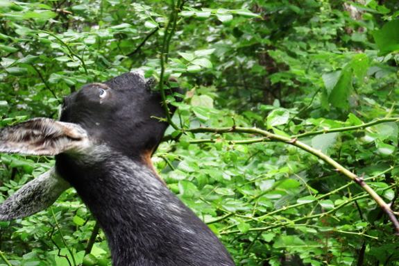 Goat eating multiflora rose