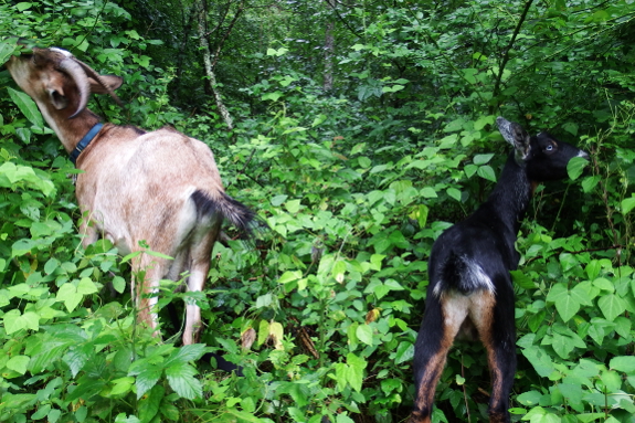 Grazing goats