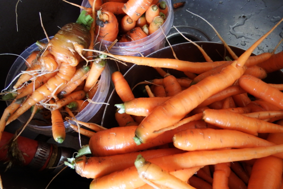 Sorting carrots
