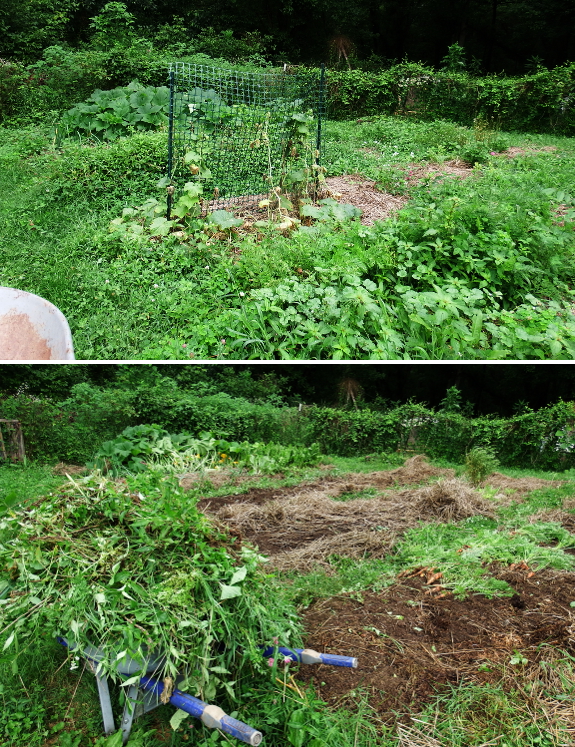 Garden before and after