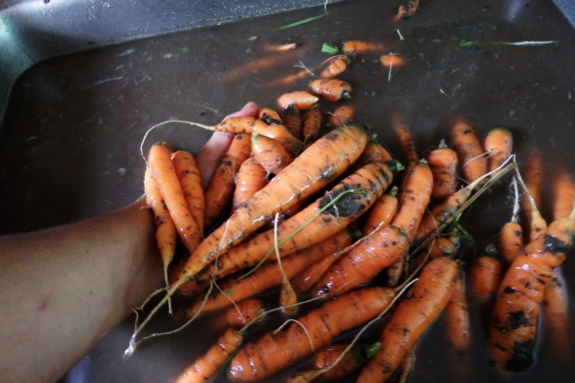 Rinsing carrots