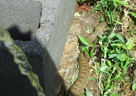 water snake being chased off by hose spraying
