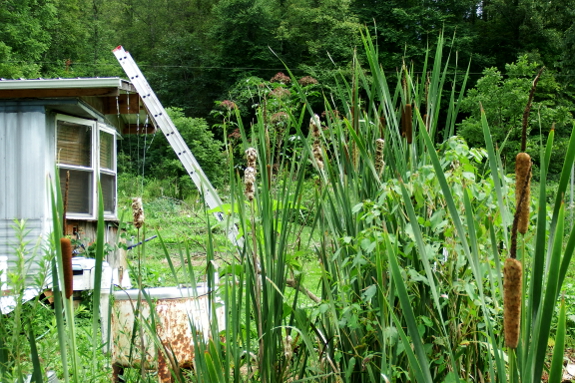 Greywater wetland