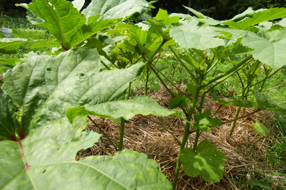 Okra