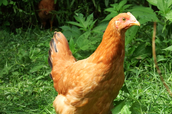 Four-month-old pullet