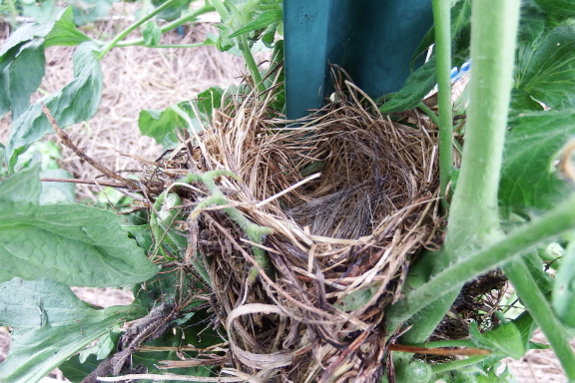 Bird nest in a tomato plant