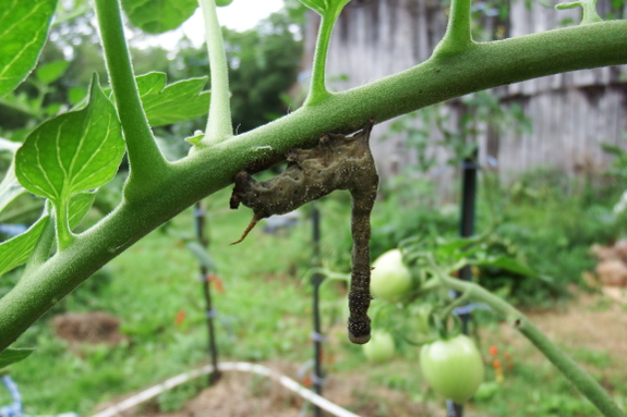 Dead hornworm