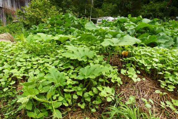 Escaping butternut