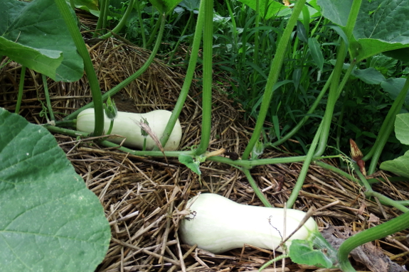 Immature butternut squash