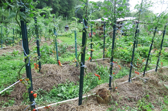 Pruned tomatoes